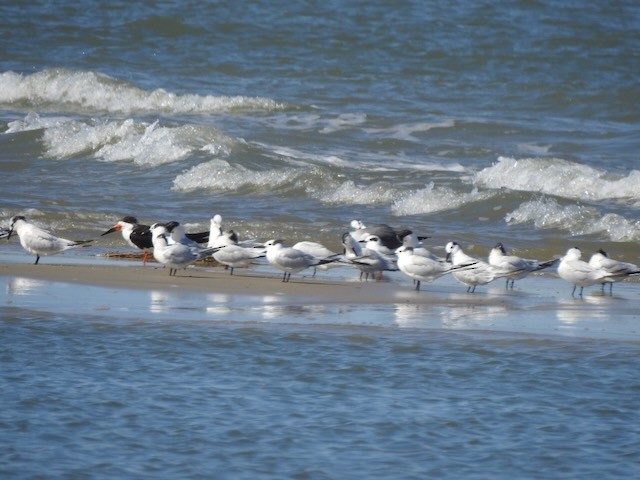 Sandwich Tern - ML643900472