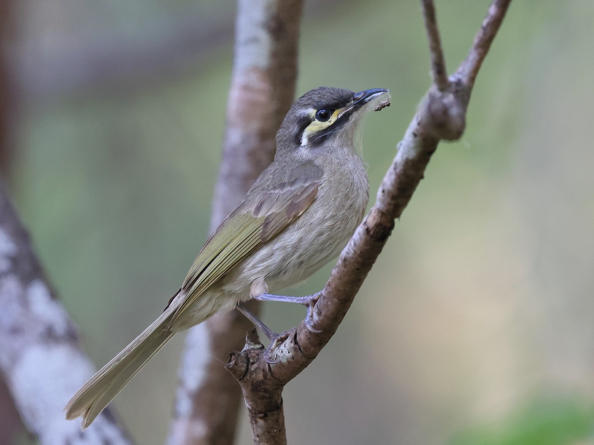 Yellow-faced Honeyeater - ML643900474
