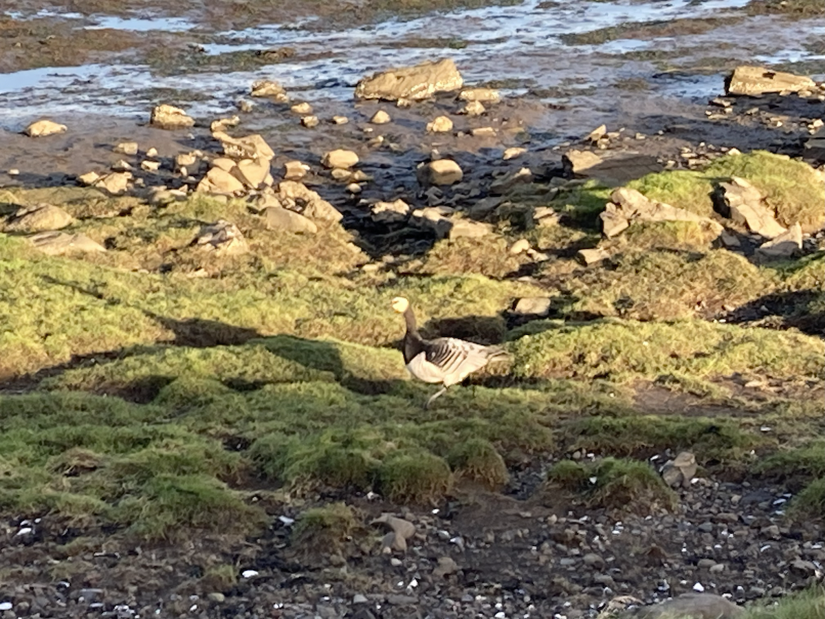 Oca facciabianca - ML643900503