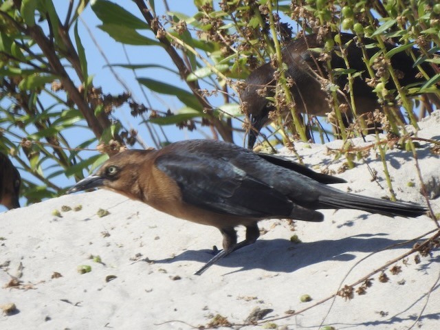 Boat-tailed Grackle - ML643900519