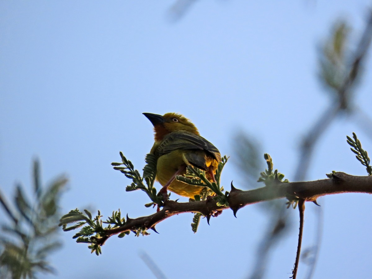 Holub's Golden-Weaver - ML643900531