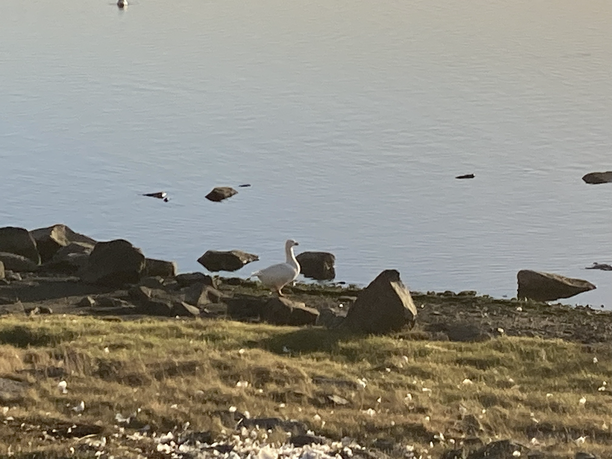 goose sp. - ML643900546