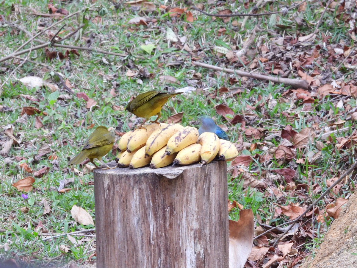 Mitrospin viréon - ML643900549