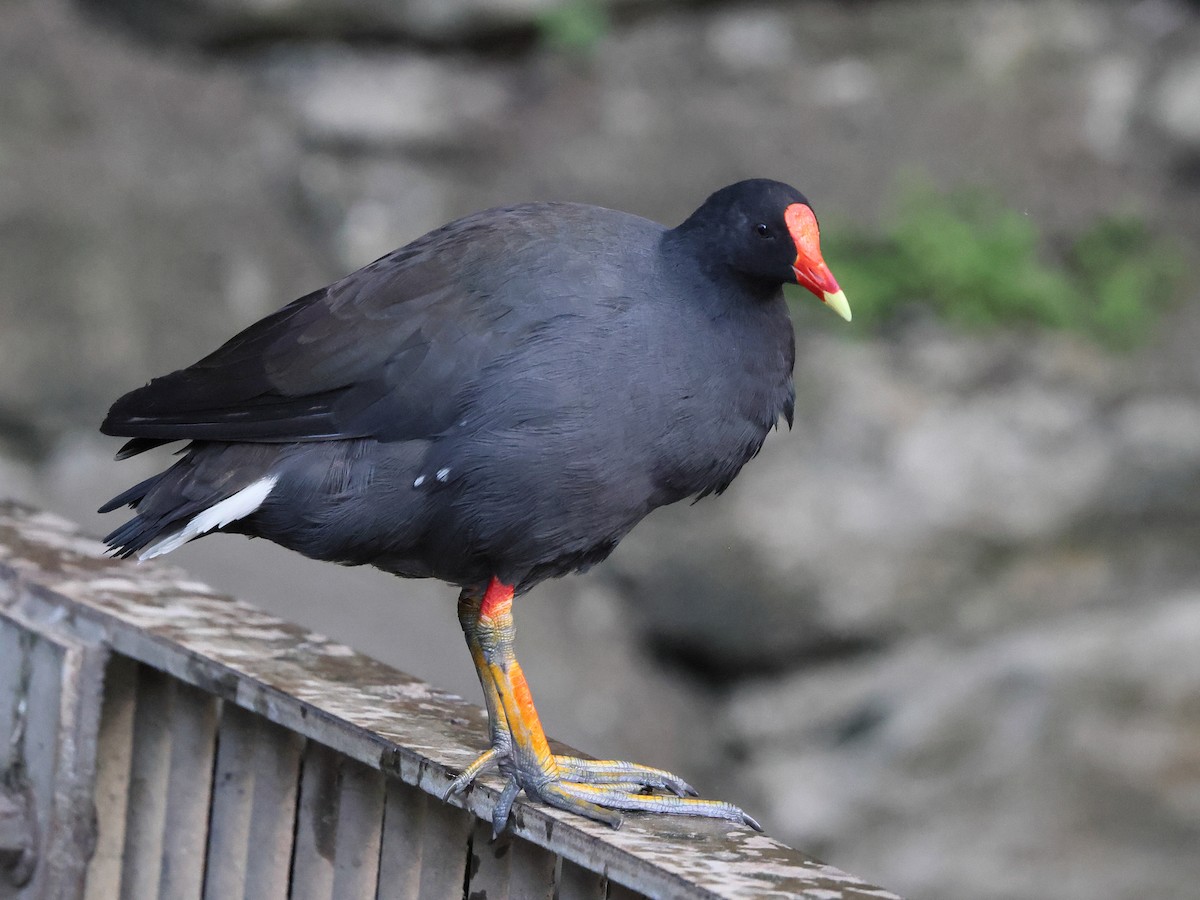 Dusky Moorhen - ML643900557