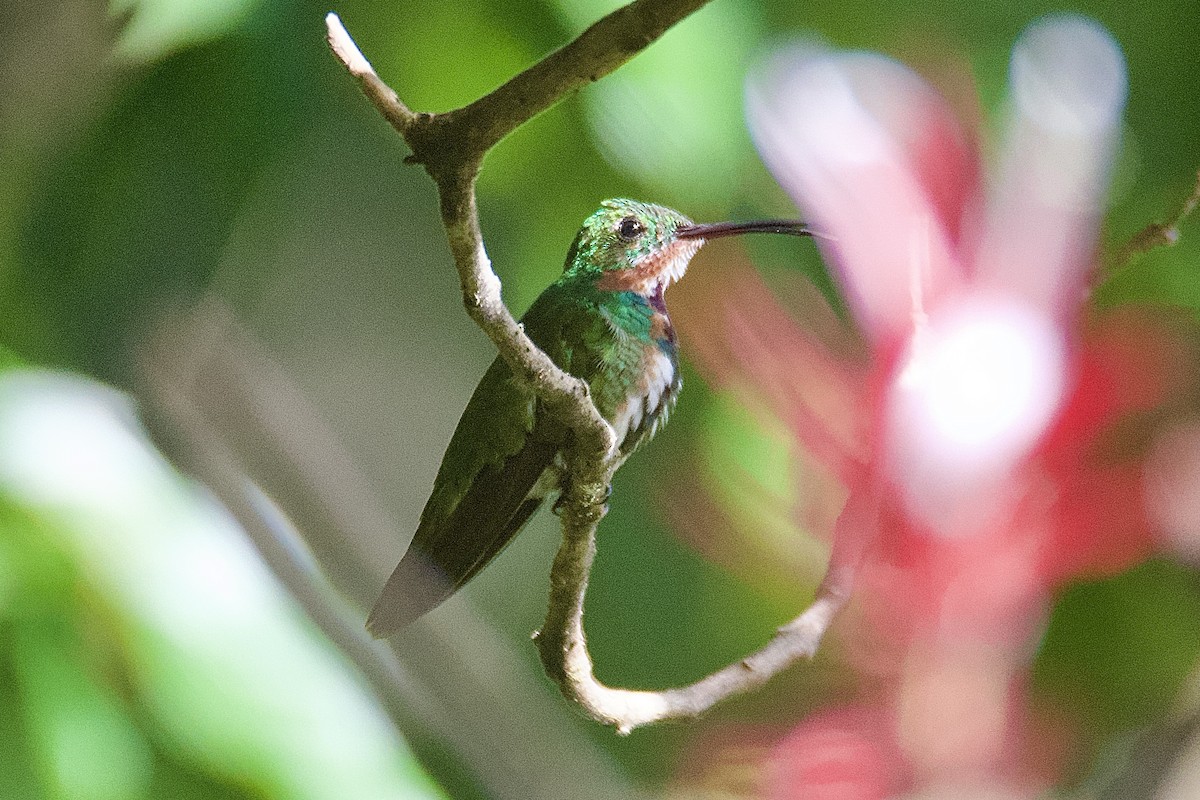 Green-breasted Mango - ML643900591