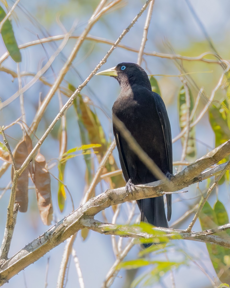 Red-rumped Cacique - ML643900594