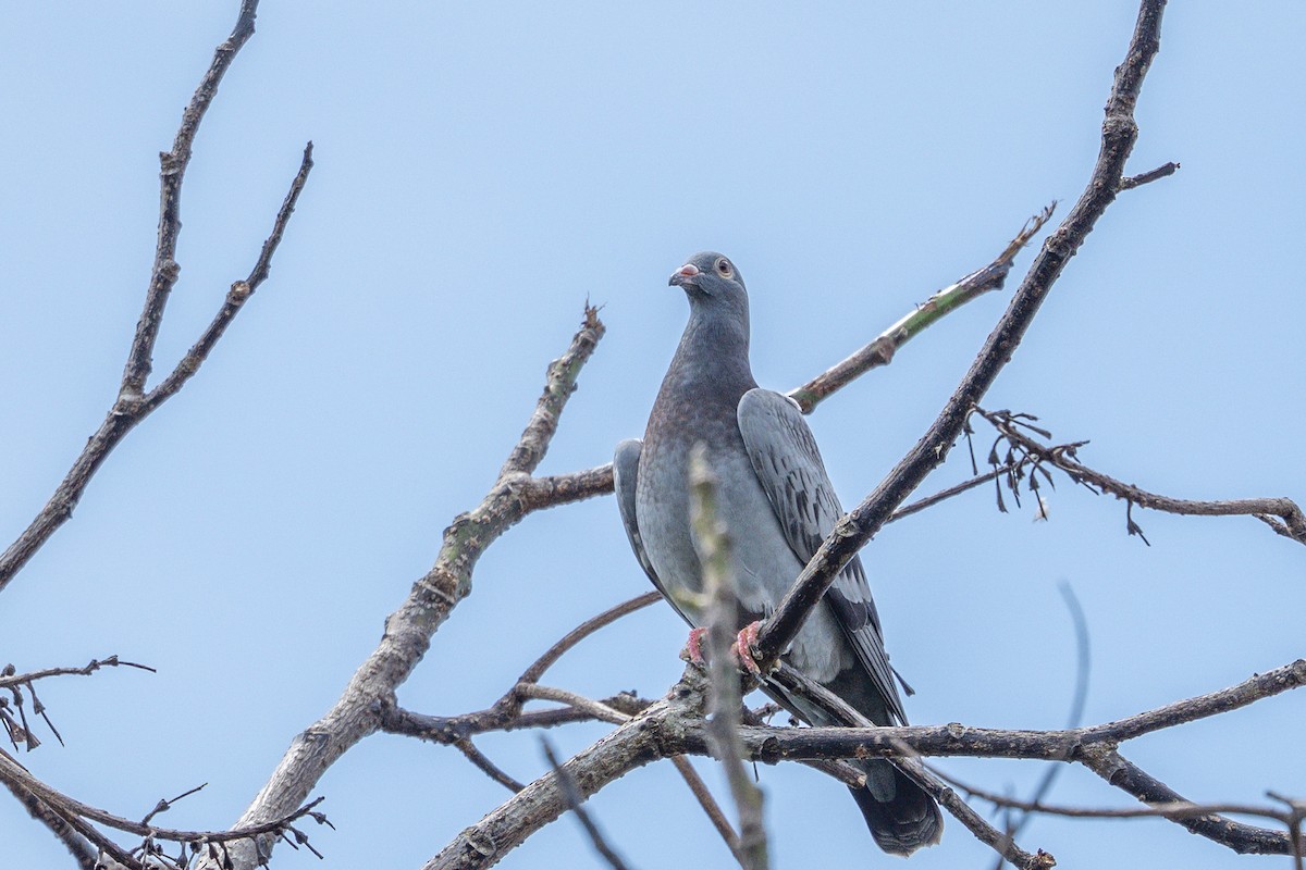 Rock Pigeon (Feral Pigeon) - ML643900605