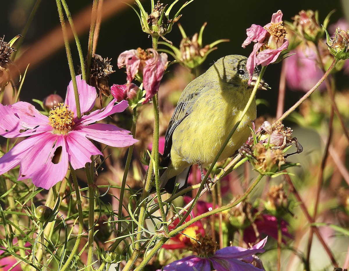 Lesser Goldfinch - ML643900619