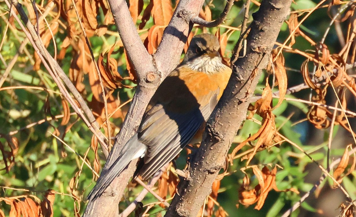 Rufous-backed Robin - ML643900625