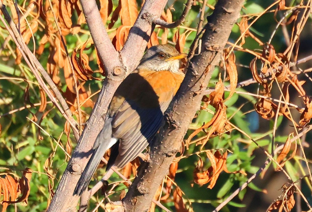 Rufous-backed Robin - ML643900626