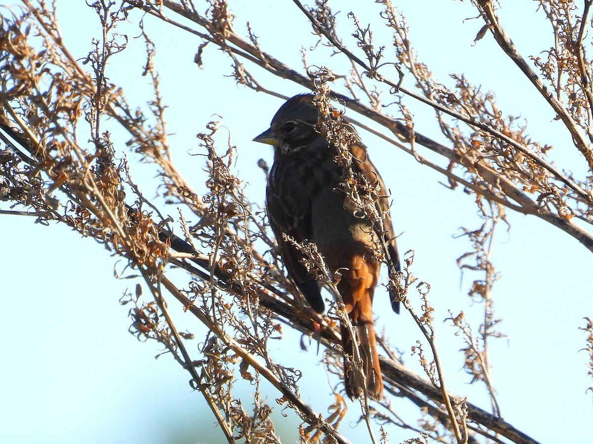 Fox Sparrow - ML643900633