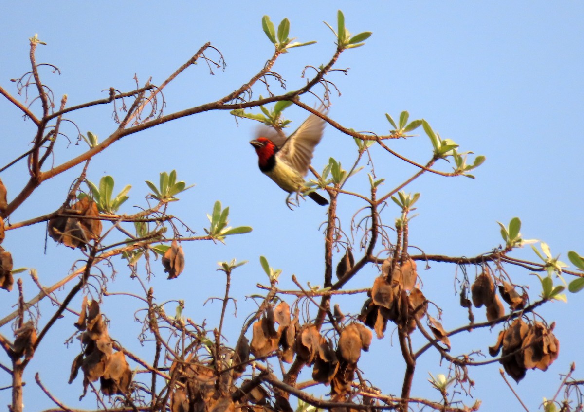 Black-collared Barbet - ML643900634