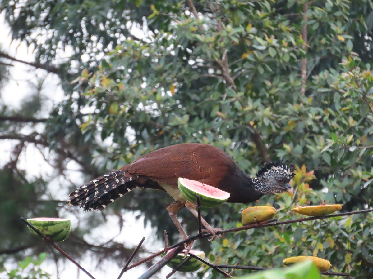 Кракс великий - ML643900643