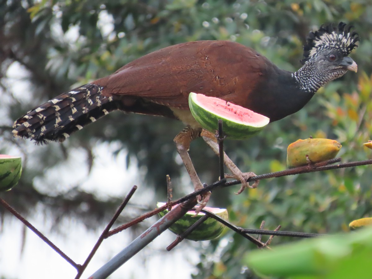 Кракс великий - ML643900647