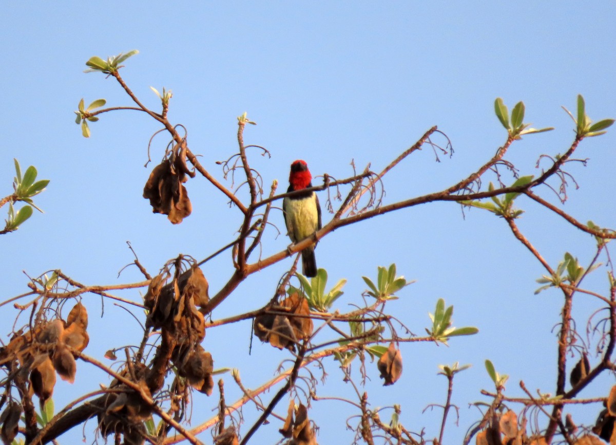 Black-collared Barbet - ML643900656
