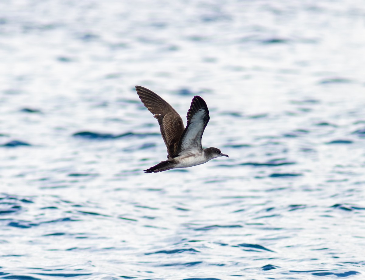 Wedge-tailed Shearwater - ML643900657