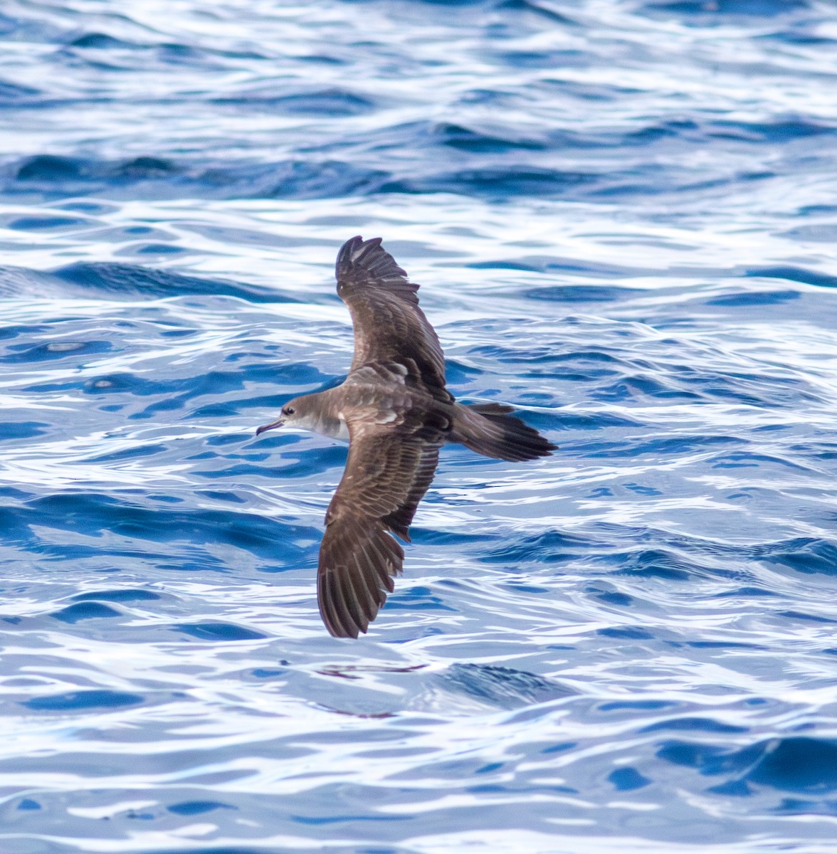 Wedge-tailed Shearwater - ML643900658