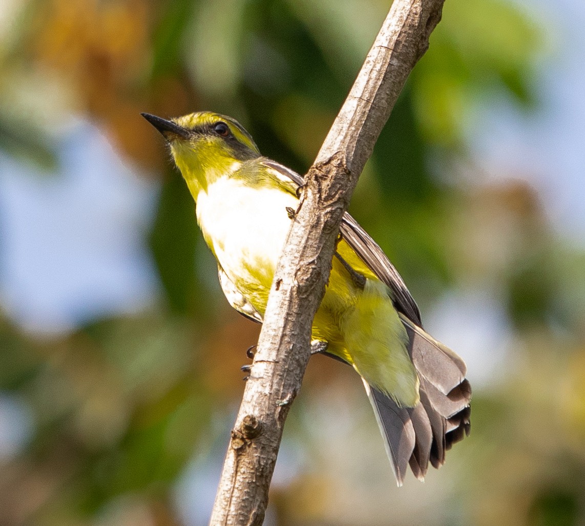 キマユタイランチョウ - ML643900665