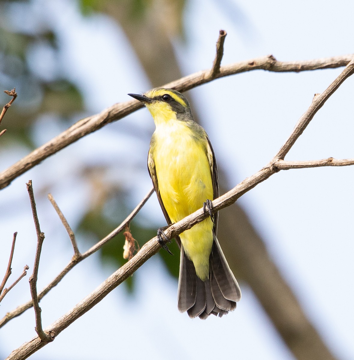 キマユタイランチョウ - ML643900666