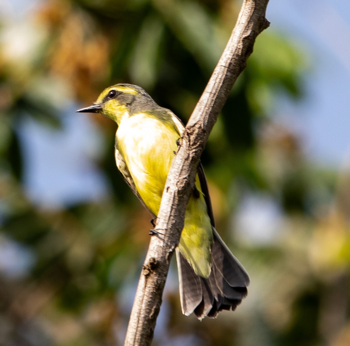 キマユタイランチョウ - ML643900667