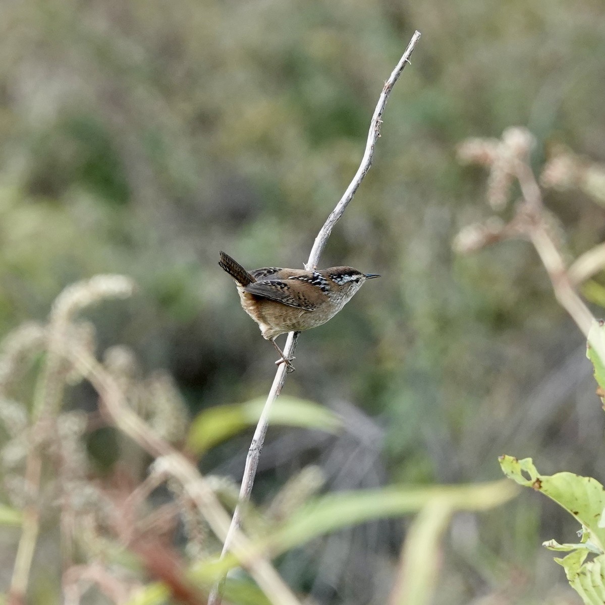 Marsh Wren - ML643900670