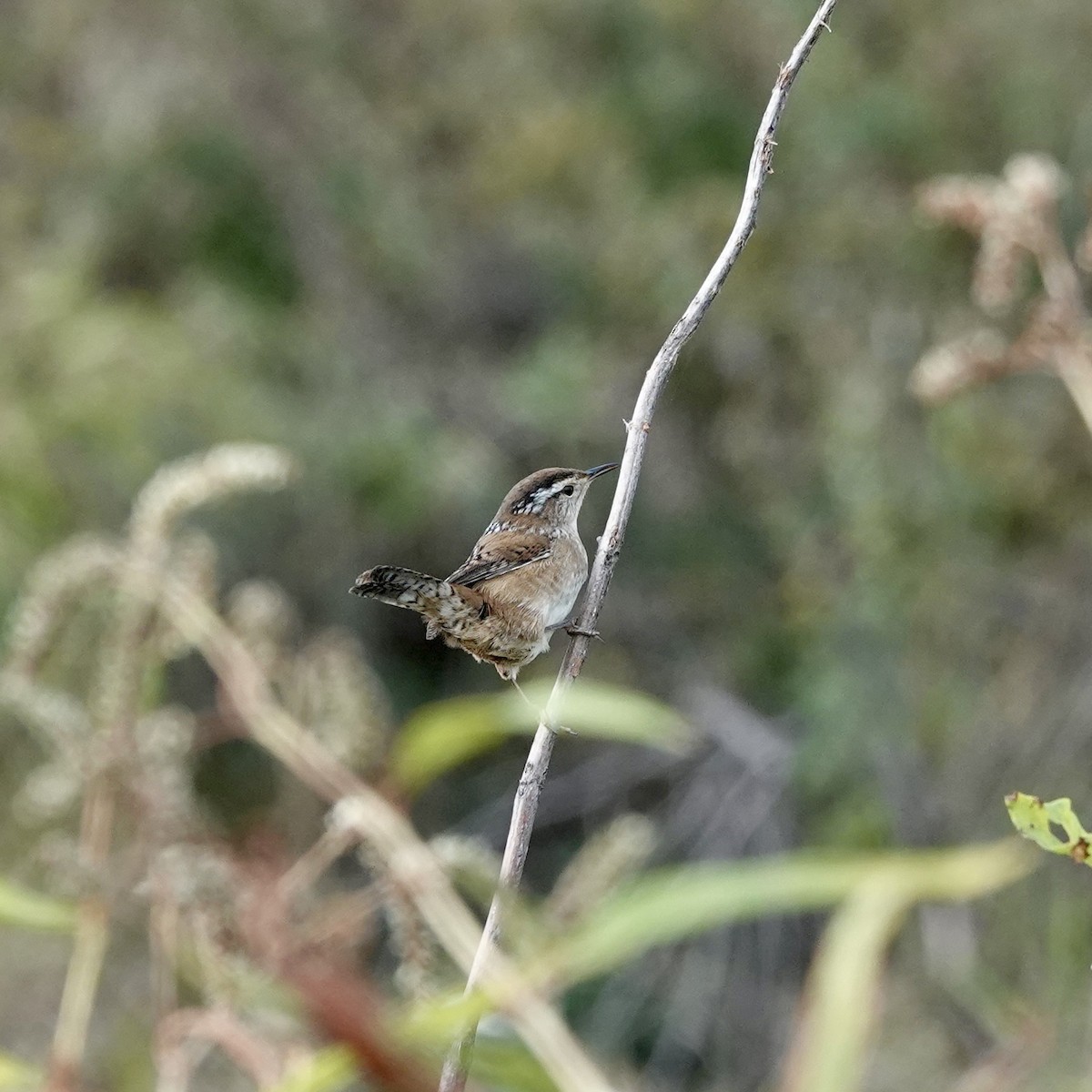 Marsh Wren - ML643900671