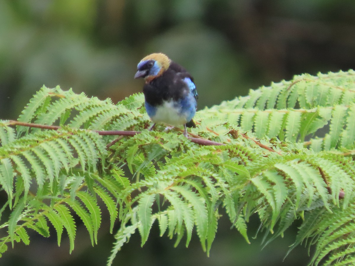 Golden-hooded Tanager - ML643900673
