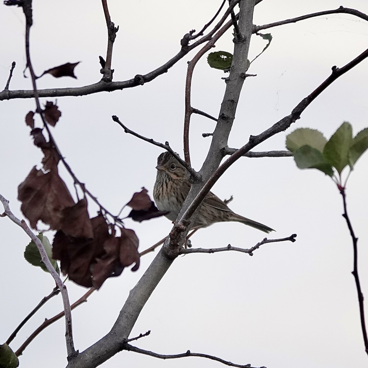 Lincoln's Sparrow - ML643900678