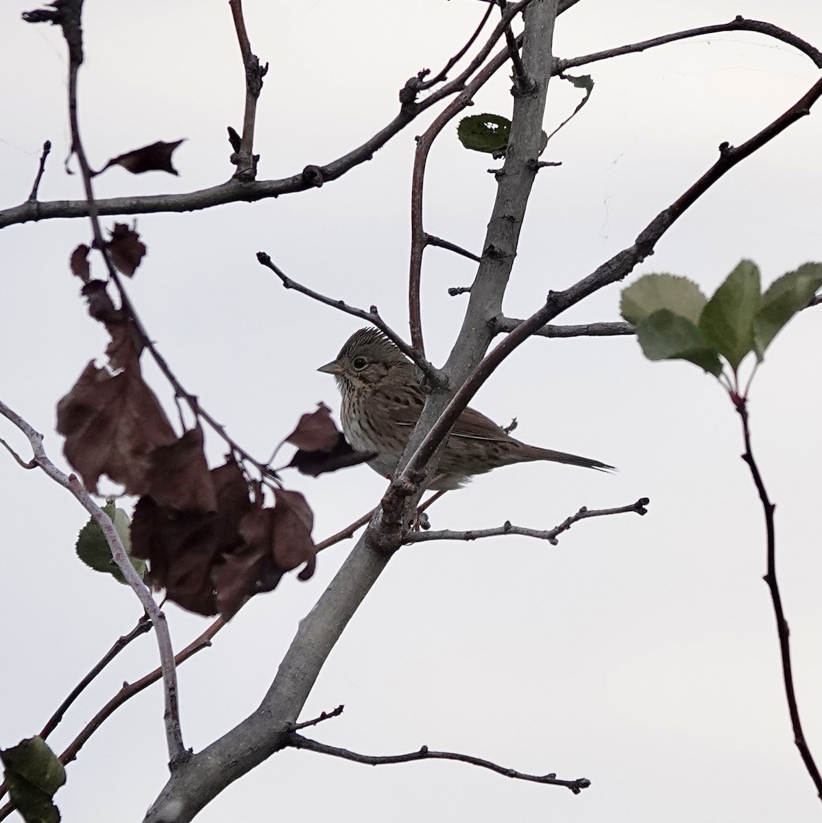 Lincoln's Sparrow - ML643900679
