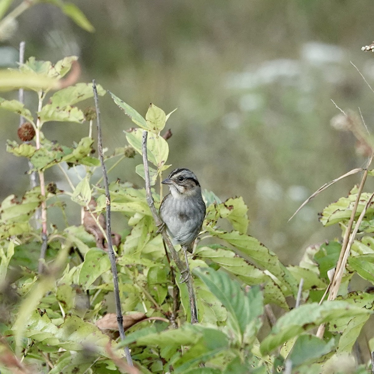 Swamp Sparrow - ML643900691