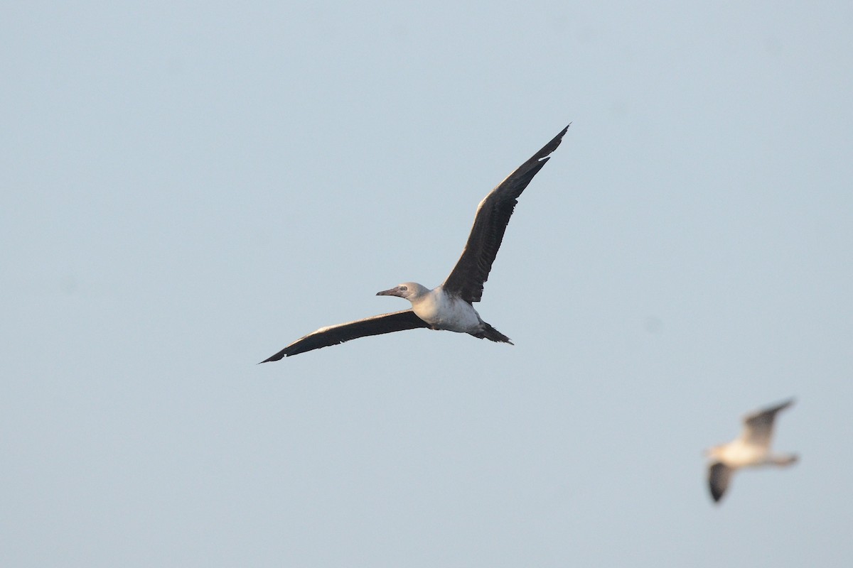 Red-footed Booby - ML643900695