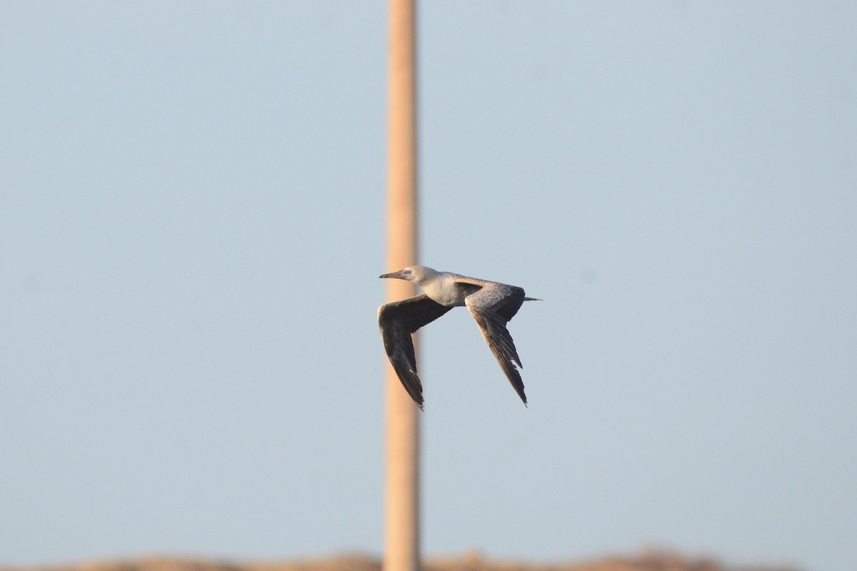 Red-footed Booby - ML643900696