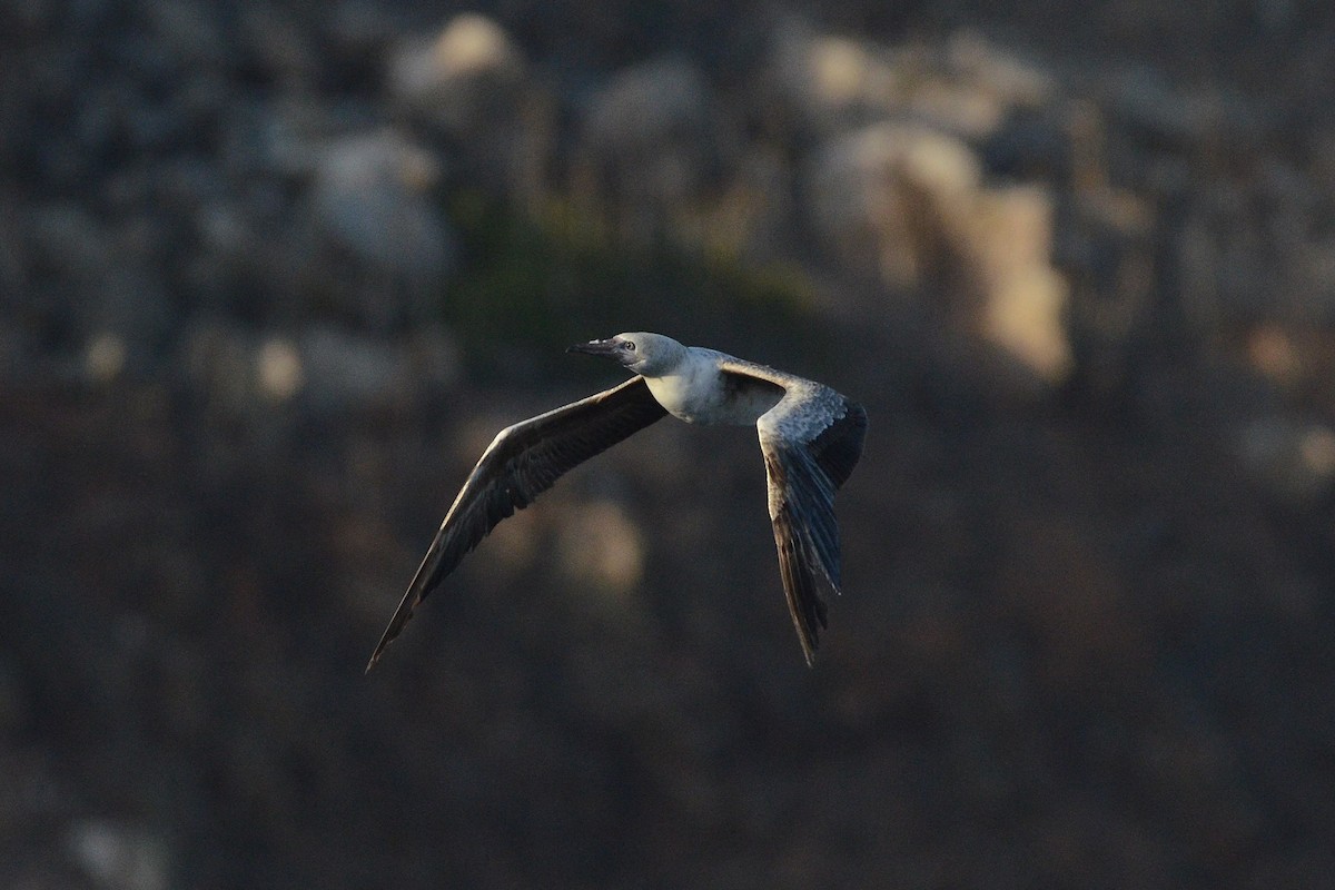 Red-footed Booby - ML643900697