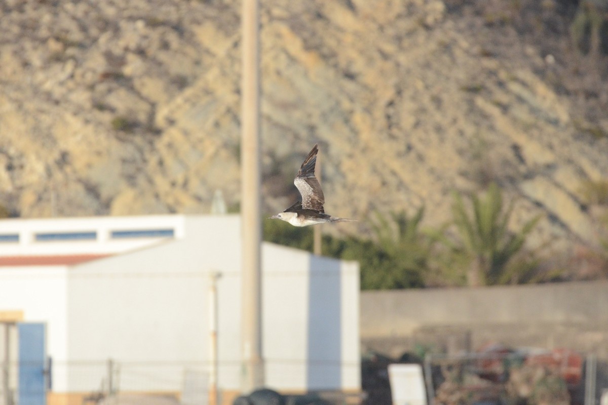 Red-footed Booby - ML643900698