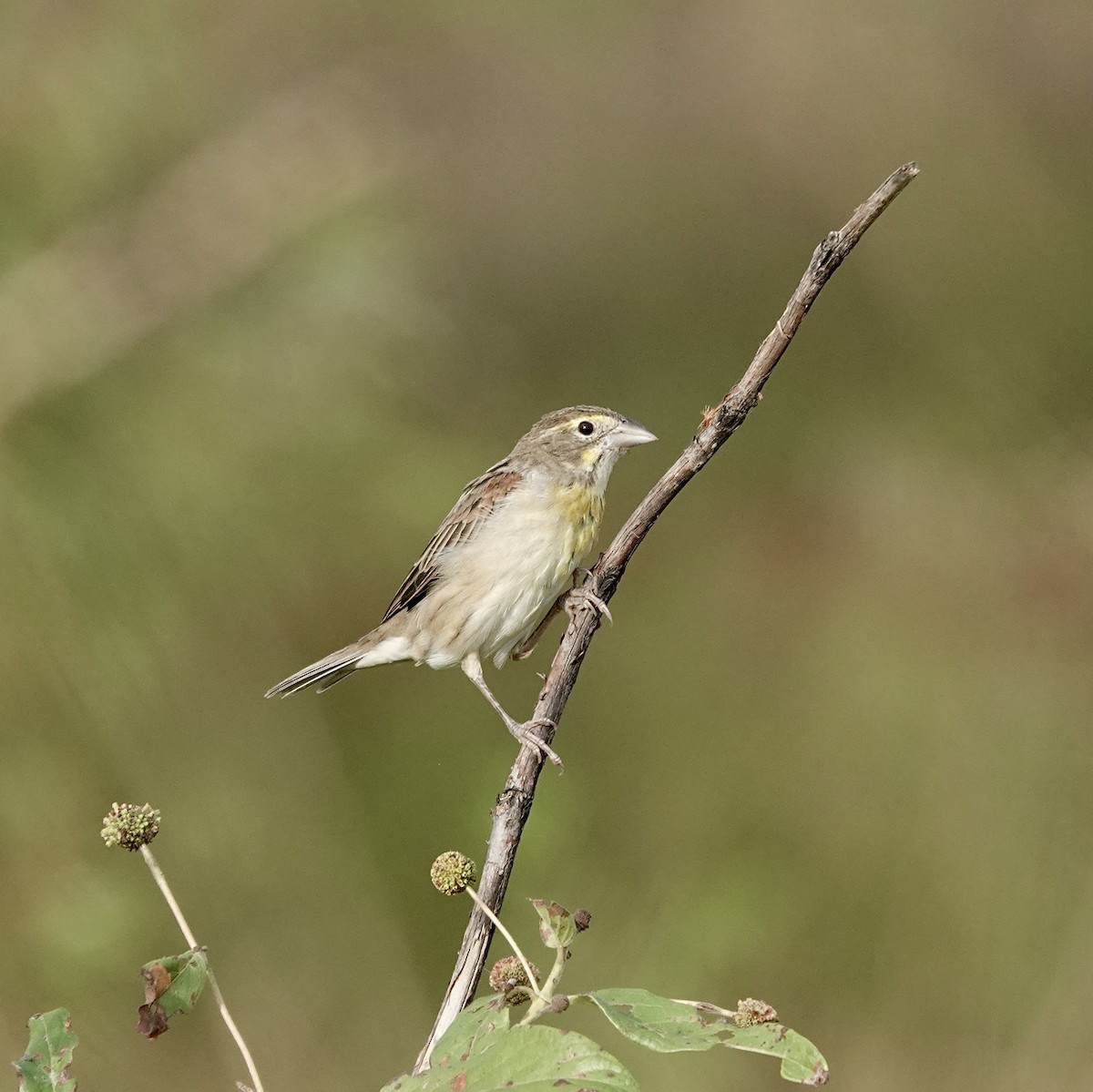 Dickcissel - ML643900702