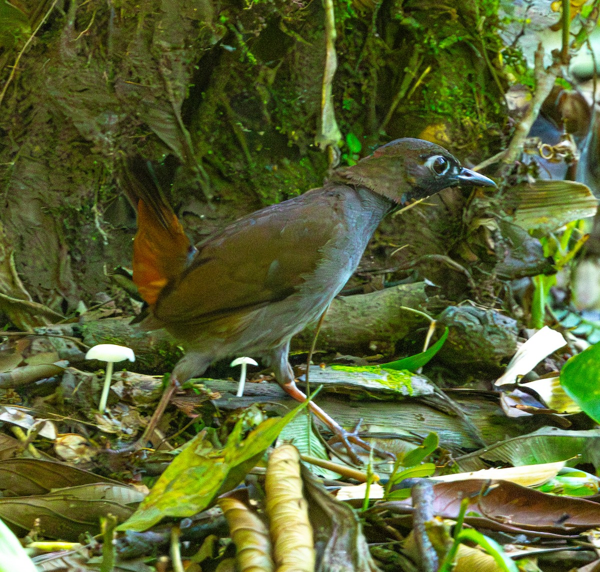 Black-faced Antthrush - ML643900705