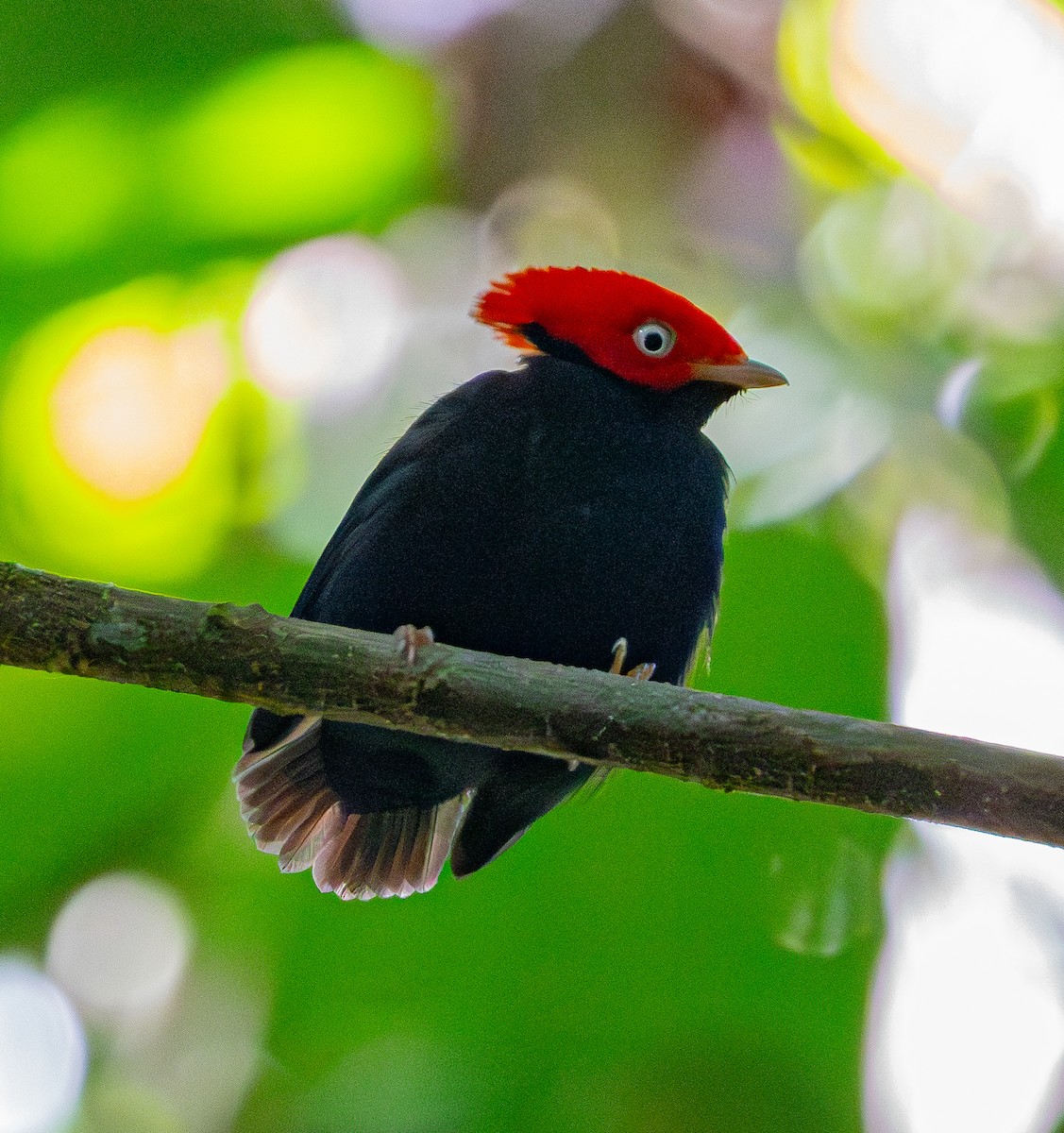 Round-tailed Manakin - ML643900709