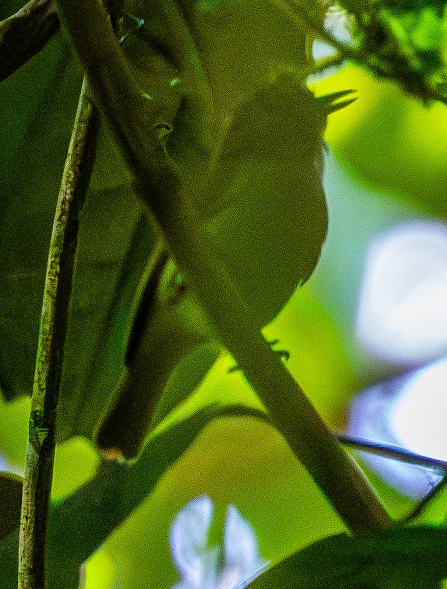 Tawny-crowned Greenlet - ML643900714