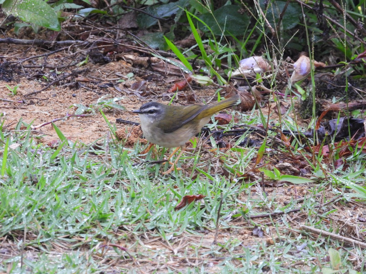 Riverbank Warbler - ML643900723