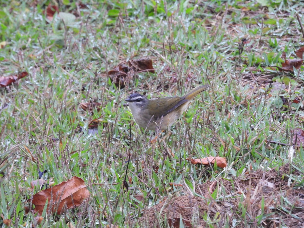 Riverbank Warbler - ML643900724