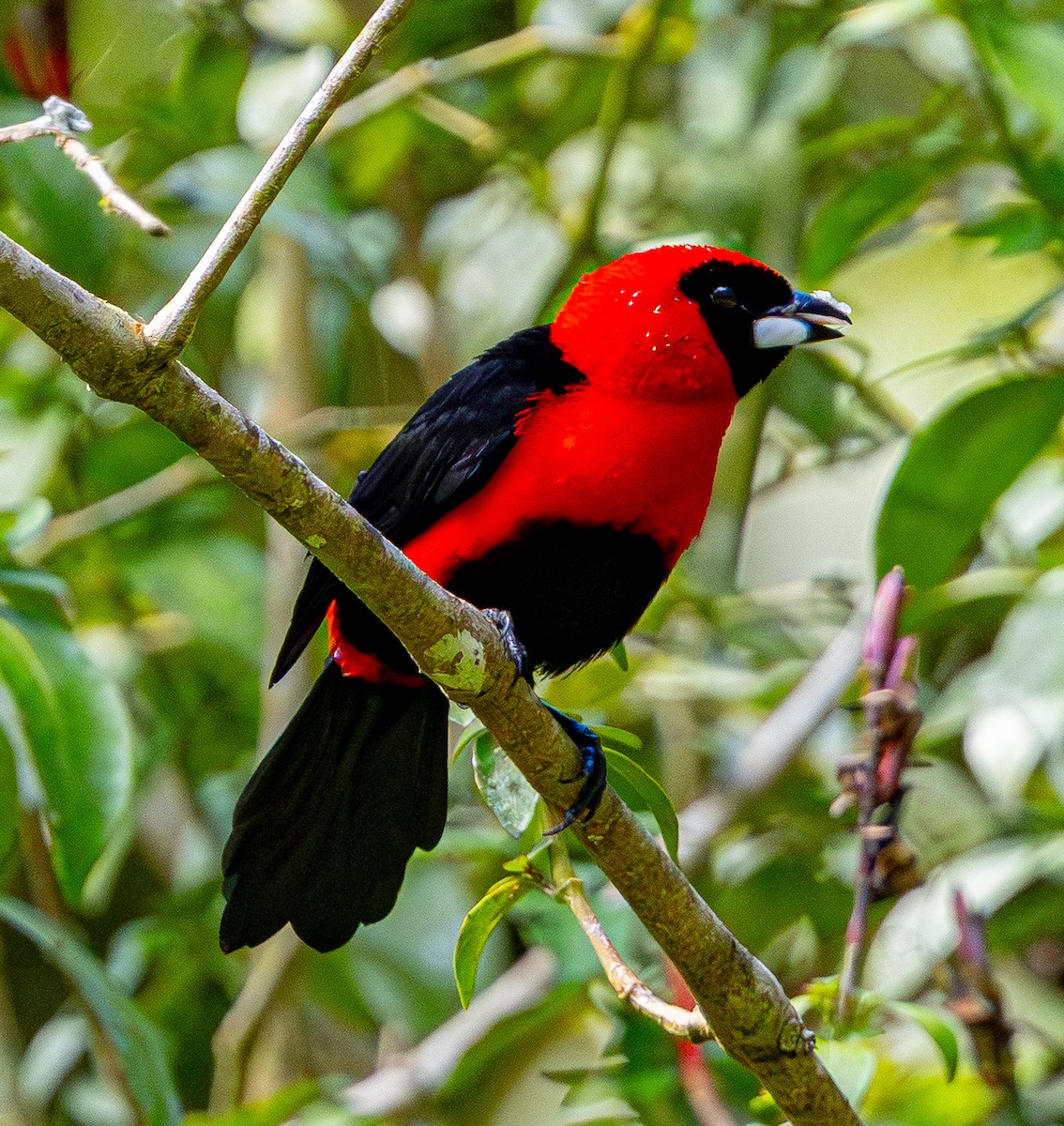 Masked Crimson Tanager - ML643900739