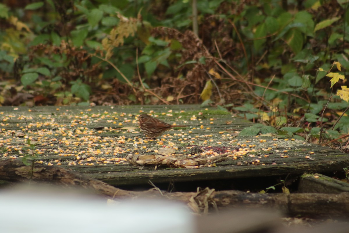 Fox Sparrow - ML643900742