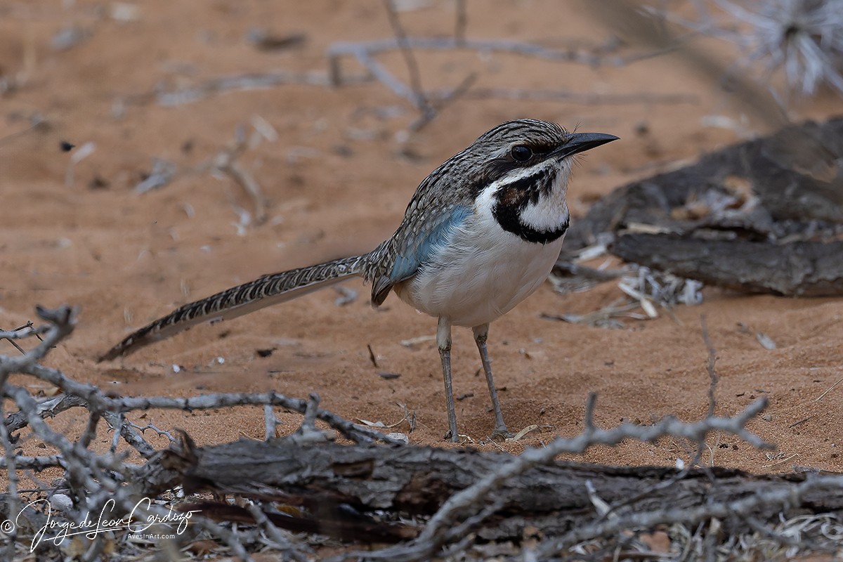 Long-tailed Ground-Roller - ML643900743