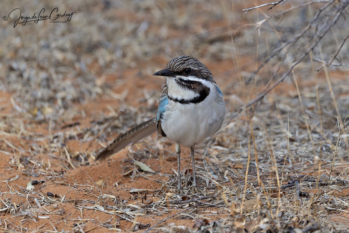 Long-tailed Ground-Roller - ML643900744
