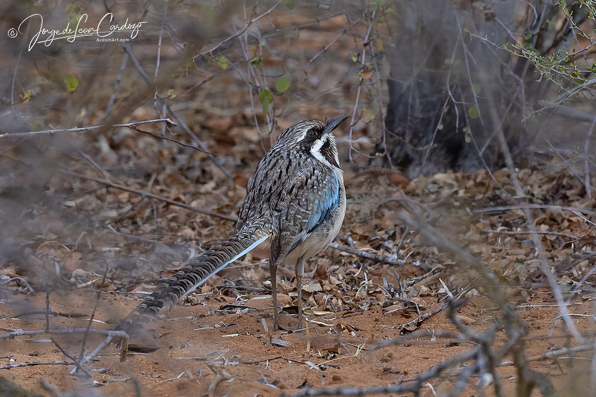 Long-tailed Ground-Roller - ML643900745