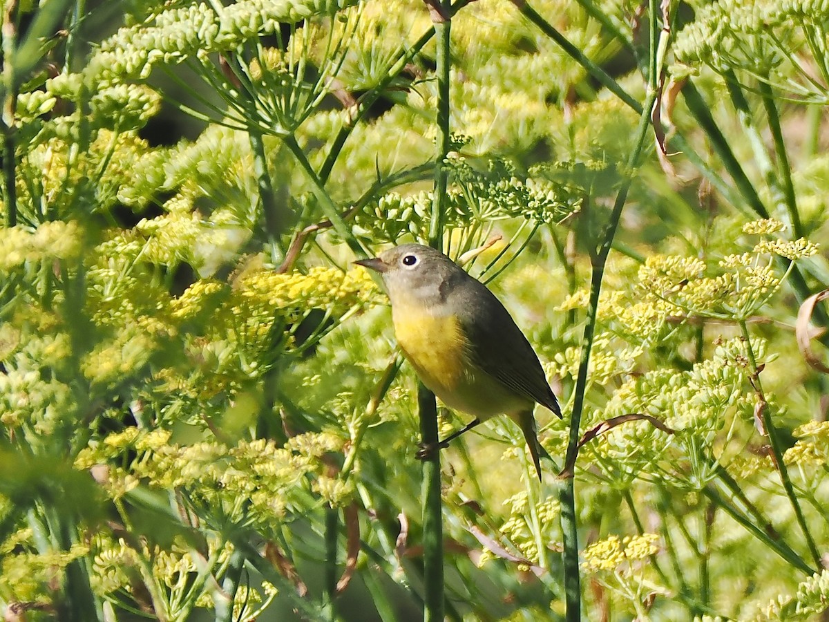 Paruline à joues grises - ML643900747