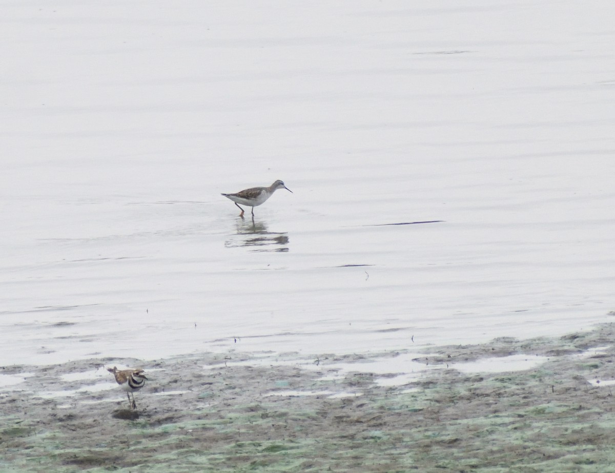 Wilson's Phalarope - ML643900753