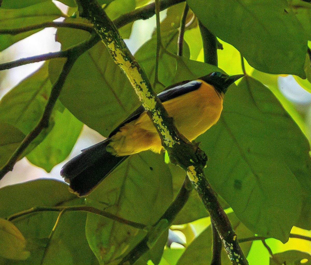 White-winged Shrike-Tanager - ML643900765