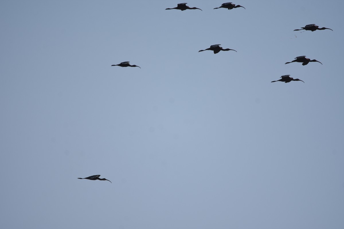 White-faced Ibis - ML643900818