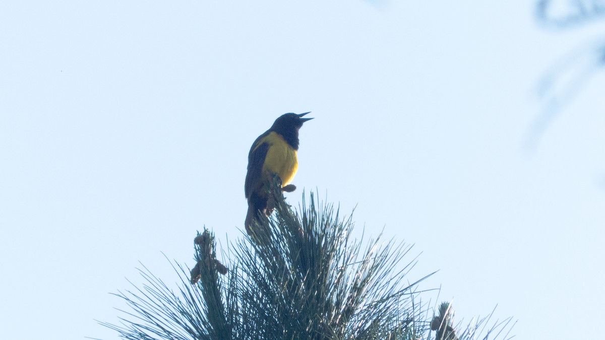 Yellow-rumped Marshbird - ML643900822